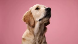 Hungry Golden Retriever Puppy Looking 스톡 동영상 비디오(100% 로열티 프리) 1061231836 | Shutterstock