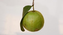 Fast Rotating Shot of Guava 스톡 동영상 비디오(100% 로열티 프리) 1061418760 | Shutterstock