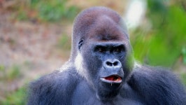 Hominid 스톡 비디오 동영상 - 4K/HD 비디오 클립 | Shutterstock