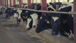 Several Milk Cows with Tags 스톡 동영상 비디오(100% 로열티 프리) 1062038650 | Shutterstock