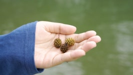 A Hand Carrying Holding Pine 스톡 동영상 비디오(100% 로열티 프리) 1062591481 | Shutterstock