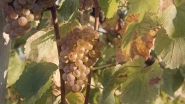 Hands Cutting Ripe Bunch of 스톡 동영상 비디오(100% 로열티 프리) 1063093645 | Shutterstock