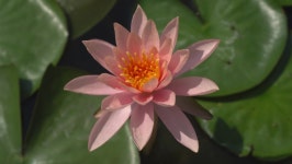 Fresh Bloom Pink Nymphaea Water 스톡 동영상 비디오(100% 로열티 프리) 1063688419 | Shutterstock