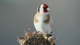 Bird - European Goldfinch ( 스톡 동영상 비디오(100% 로열티 프리) 1064051917 | Shutterstock