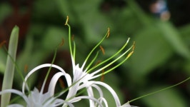Crinum Asiaticum Linn Flower are 스톡 동영상 비디오(100% 로열티 프리) 1064334784 | Shutterstock