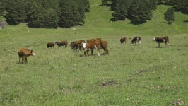 Cattle Graze in the Mountain 스톡 동영상 비디오(100% 로열티 프리) 1064431417 | Shutterstock