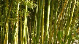 Bamboo Forest, Exotic Asian Tropical 스톡 동영상 비디오(100% 로열티 프리) 1065010507 | Shutterstock