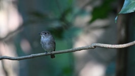 Colorful Birds Get Into the 스톡 동영상 비디오(100% 로열티 프리) 1065695338 | Shutterstock