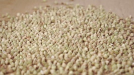Falling Uncooked Green Buckwheat in 스톡 동영상 비디오(100% 로열티 프리) 1067558960 | Shutterstock