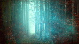 Magical Forest Fairy Lights Background 스톡 동영상 비디오(100% 로열티 프리) 1067642774 | Shutterstock