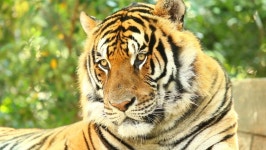 Close up Big Tiger in 스톡 동영상 비디오(100% 로열티 프리) 1068080597 | Shutterstock