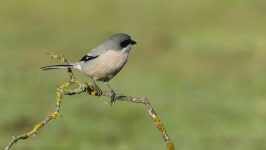 Southern Grey Shrike at One 스톡 동영상 비디오(100% 로열티 프리) 1068289469 | Shutterstock
