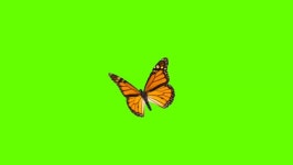 Green screen butterfly 스톡 비디오 동영상 - 4K/HD 비디오 클립 | Shutterstock