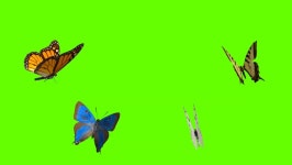 Colorful Butterfly Flying On Green 스톡 동영상 비디오(100% 로열티 프리) 1068687197 | Shutterstock