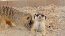 Meerkats are Playing with Each 스톡 동영상 비디오(100% 로열티 프리) 1069134400 | Shutterstock