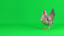 Green screen chicken 스톡 비디오 동영상 - 4K/HD 비디오 클립 | Shutterstock