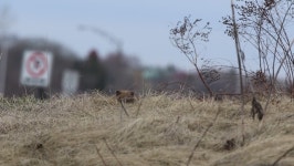 A Groundhog Comes Out of 스톡 동영상 비디오(100% 로열티 프리) 1069344313 | Shutterstock
