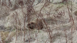 A Groundhog Comes Out of 스톡 동영상 비디오(100% 로열티 프리) 1069344316 | Shutterstock