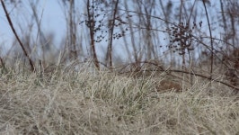 A Groundhog Comes Out of 스톡 동영상 비디오(100% 로열티 프리) 1069344328 | Shutterstock
