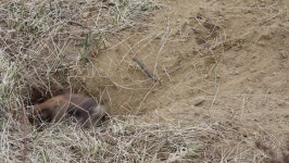 A Groundhog Comes Out of 스톡 동영상 비디오(100% 로열티 프리) 1069344340 | Shutterstock