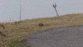A Groundhog Comes Out of 스톡 동영상 비디오(100% 로열티 프리) 1069344343 | Shutterstock