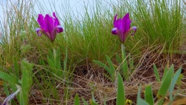 Endangered Steppe Plant Pygmy Iris 스톡 동영상 비디오(100% 로열티 프리) 1071157702 | Shutterstock
