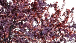 Prunus Black Cherry Blossoming Tree 스톡 동영상 비디오(100% 로열티 프리) 1071821410 | Shutterstock