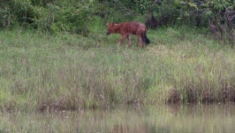 Asiatic Wild Dog in the 스톡 동영상 비디오(100% 로열티 프리) 1072284479 | Shutterstock