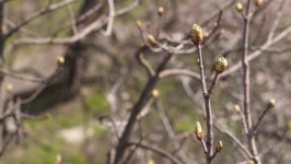 너티버드(Nutty bud) | Expanding Chestnut Buds. Natural Background 스톡 동영상 비디오(100% 로열티 프리) 1072399634 | Shutterstock