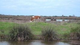 An Alone Cow Graze By 스톡 동영상 비디오(100% 로열티 프리) 1072979315 | Shutterstock