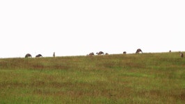 Family of Kangaroos in Meadow 스톡 동영상 비디오(100% 로열티 프리) 1073596799 | Shutterstock