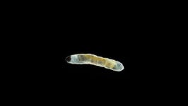 Larva of Soil Gnats, Sciaridae 스톡 동영상 비디오(100% 로열티 프리) 1073673062 | Shutterstock