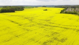 Arial View of the Rapeseed 스톡 동영상 비디오(100% 로열티 프리) 1073794121 | Shutterstock