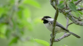 Black-capped Chickadee with Mouthful of 스톡 동영상 비디오(100% 로열티 프리) 1073883911 | Shutterstock