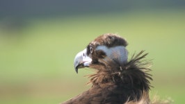 Cinereous 스톡 비디오 동영상 - 4K/HD 비디오 클립 | Shutterstock