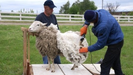 Agricultural Farmer Shearing the Sheep. 스톡 동영상 비디오(100% 로열티 프리) 1074644303 | Shutterstock