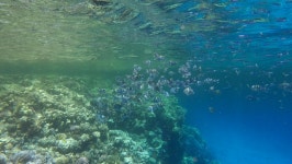 경기트로피칼피쉬 | School of Tropical Fish Feed 스톡 동영상 비디오(100% 로열티 프리) 1075482260 | Shutterstock