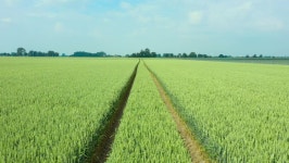Grain Field with the Grain 스톡 동영상 비디오(100% 로열티 프리) 1075734299 | Shutterstock