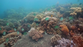 산호 스톡 비디오 동영상 - 4K/HD 비디오 클립 | Shutterstock