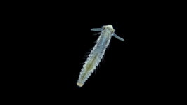 Late-stage Worm Larva Nektoheta Under 스톡 동영상 비디오(100% 로열티 프리) 1076867030 | Shutterstock