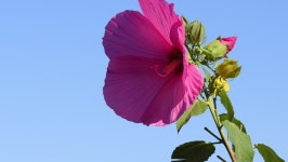 Detail of Pink Hibiscus Flower 스톡 동영상 비디오(100% 로열티 프리) 1077209243 | Shutterstock
