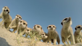 Funny Animals. Low Angle View 스톡 동영상 비디오(100% 로열티 프리) 10772546 | Shutterstock