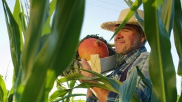 Farmer Carrying Heavy Wooden Box 스톡 동영상 비디오(100% 로열티 프리) 1078297253 | Shutterstock