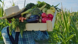 Farmer Carrying Heavy Wooden Box 스톡 동영상 비디오(100% 로열티 프리) 1078297286 | Shutterstock