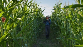 Farmer Carrying Heavy Wooden Box 스톡 동영상 비디오(100% 로열티 프리) 1078297310 | Shutterstock