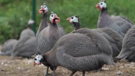 214 Head speckled hen 스톡 비디오 동영상 - 4K/HD 비디오 클립 | Shutterstock
