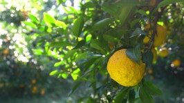 Yuja digital assets for download | Creative Market