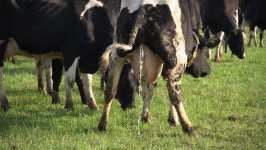 122 Cow urine 스톡 비디오 동영상 - 4K/HD 비디오 클립 | Shutterstock