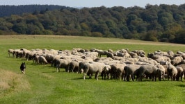 Flock of Sheep with Running 스톡 동영상 비디오(100% 로열티 프리) 10876502 | Shutterstock