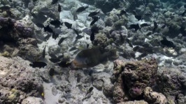 산호 불가사리 스톡 비디오 동영상 - 4K/HD 비디오 클립 | Shutterstock